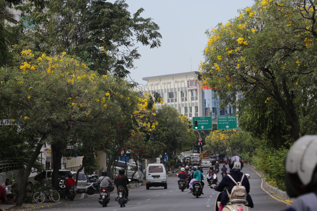 Jalanan Kota Surabaya Makin Elok Berkat Pohon Tabebuya (Foto: Humas Pemprov Kota Surabaya)