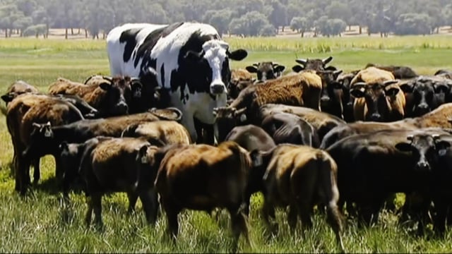 Knickers, sapi raksasa di Australia (Foto: Channel 7's Today Tonight via AP)