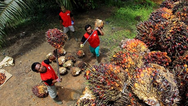 Pekerja sawit di perkebunan milik PT Best Agro Palantation. (Foto: Dok. bestplantation.com)