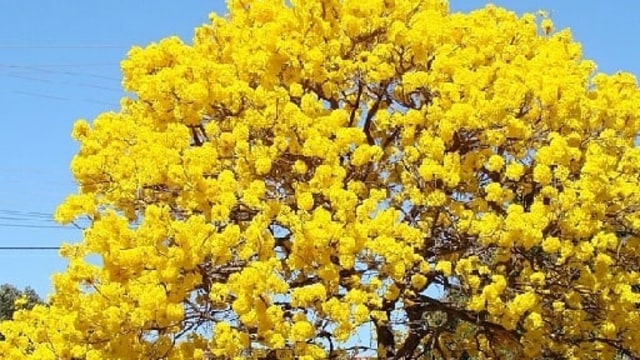 Tabebuya di Kota Surabaya. (Foto: Instagram/@agrobibit)