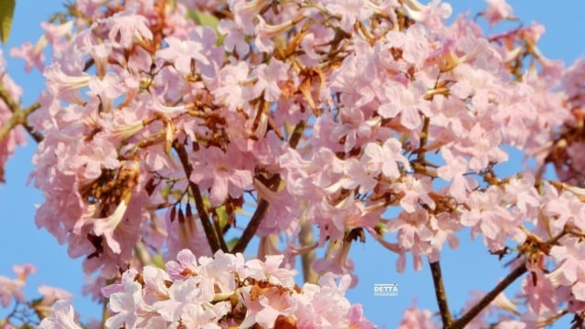 Tabebuya di Kota Surabaya. (Foto: Instagram/@priyandikadetta)