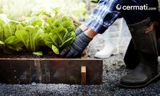 7 Manfaat Berkebun bagi Kesehatan