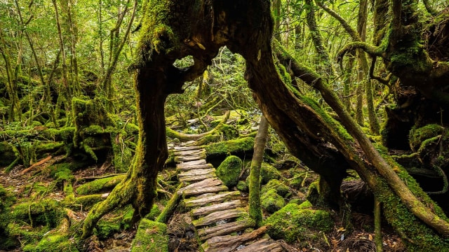 Hutan Dongeng Yakushima