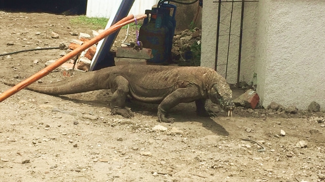 Komodo sedang mencari tempat berteduh di Pulau Komodo (Foto: Helinsa Rasputri/kumparan)