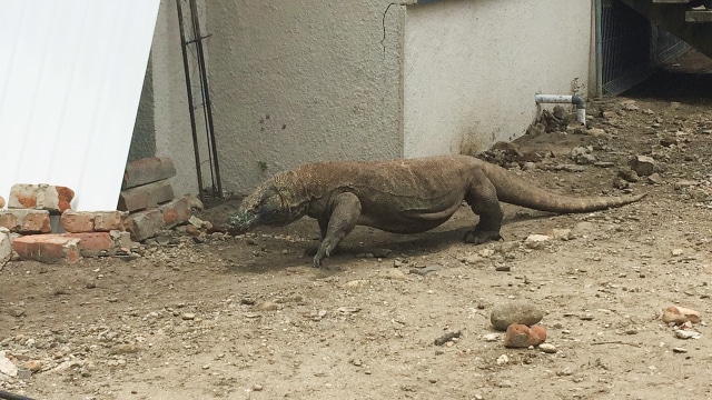 Komodo sedang mencari tempat berteduh di Pulau Komodo (Foto: Helinsa Rasputri/kumparan)