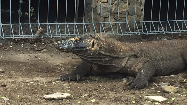 Komodo sedang mencari tempat berteduh di Pulau Komodo (Foto: Helinsa Rasputri/kumparan)