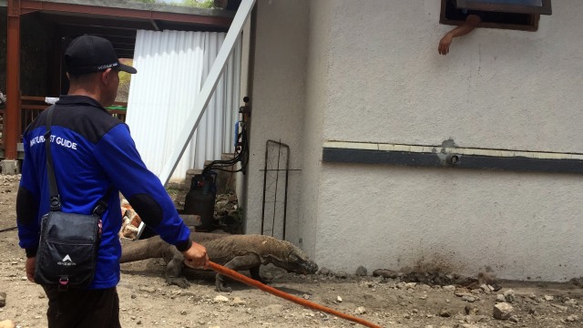 Komodo di Pulau Komodo diawasi oleh pemandu (Foto: Helinsa Rasputri/kumparan)