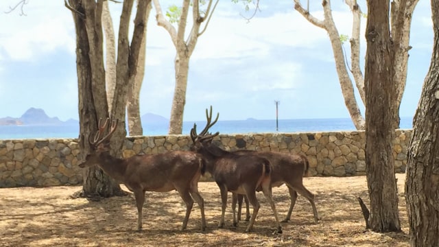 Rusa di Pulau Komodo (Foto: Helinsa Rasputri/kumparan)