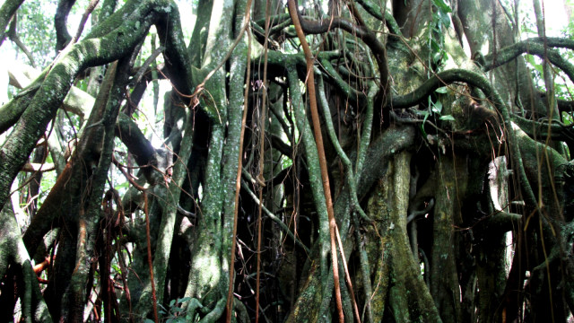 Taman Nasional Gunung Leuser. (Foto: Zuhri Noviandi/kumparan)