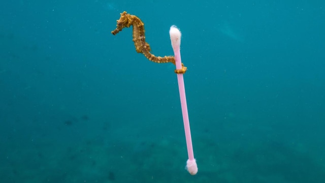 Seekor kuda laut saat membawa korek kuping di perairan Nusa Tenggara Barat. (Foto: Instagram @justinhofman)