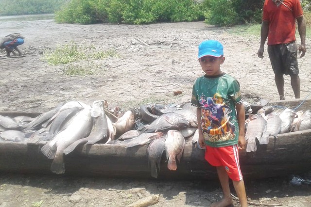 Produksi Gelembung Ikan Merauke Meningkat dan Diekspor ke Luar Negeri