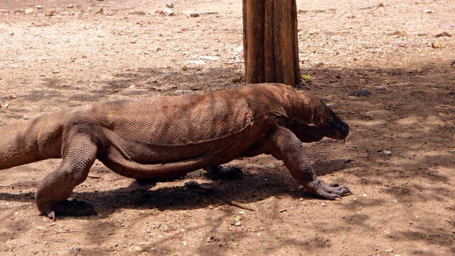 Komodo di Pulau Komodo sedang mencari tempat berteduh Foto: Helinsa Rasputri/kumparan
