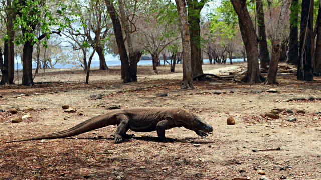 Komodo di Pulau Komodo, NTT Foto: Helinsa Rasputri/kumparan