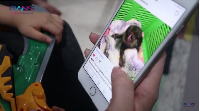 Marmoset, monyet terkecil di dunia yang bikin Nagita Slavina jatuh hati. (Foto: Youtube/rans entertainment)