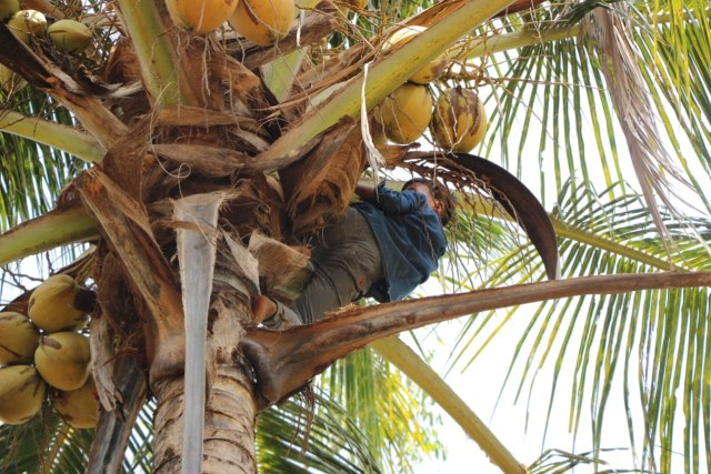 'Buang Diri' Mencari Kelapa Bersama Bocah-Bocah Dusun (1)