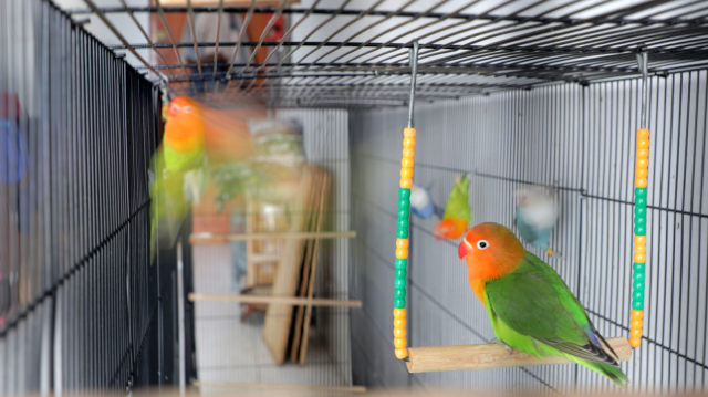Koleksi lovebird Breeder Apri. (Foto: Tio Ridwan/kumparan)