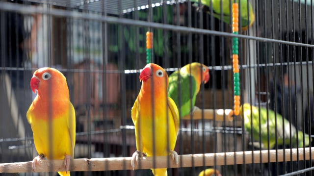 Koleksi lovebird Breeder Apri. (Foto: Tio Ridwan/kumparan)