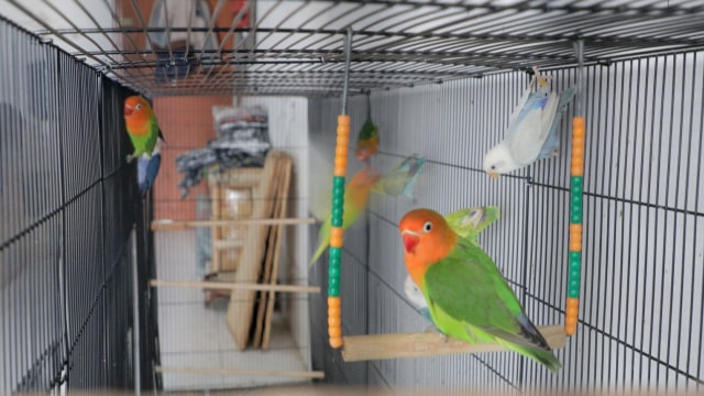 Koleksi lovebird Breeder Apri. (Foto: Tio Ridwan/kumparan)