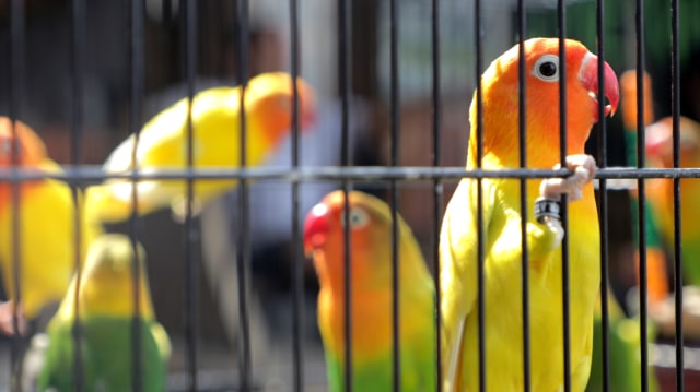 Koleksi lovebird Breeder Apri. (Foto: Tio Ridwan/kumparan)