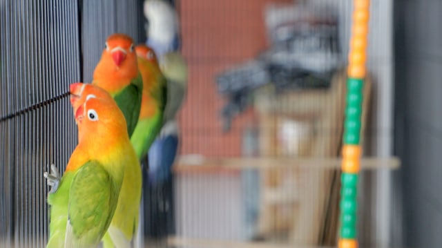Ilustrasi lovebird. Foto: Tio Ridwan/kumparan