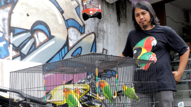 Apri, Breeder Lovebird Jogja. (Foto: Tio Ridwan/kumparan)