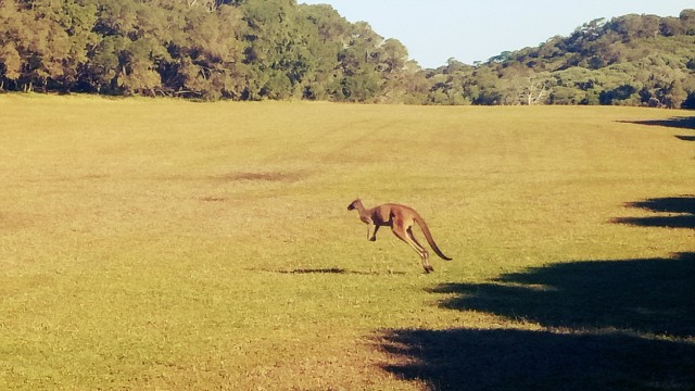 Kanguru liar di Margaret River, Australia (Foto: Rossi Finza/kumparan)