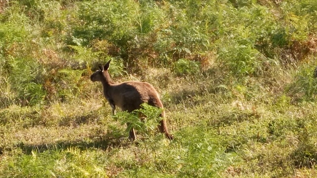 Kanguru jenis western grey terlihat di Margaret River, Australia. Foto: Rossi Finza/kumparan