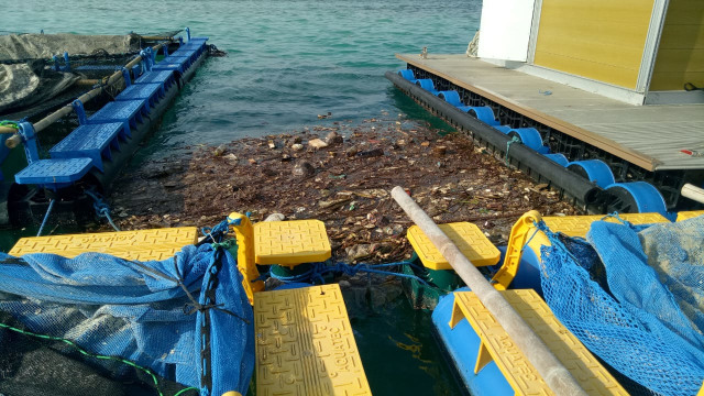 Pencemaran sampah di perairan Pulau Pari (Foto: Edi Mulyono)