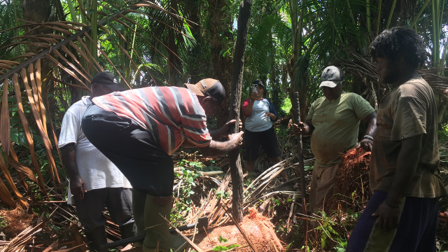 Proses Penebangan Pohon Sagu di Kampung Yoboi, Sentani, Papua. (Foto: Ema Fitriyani/kumparan)