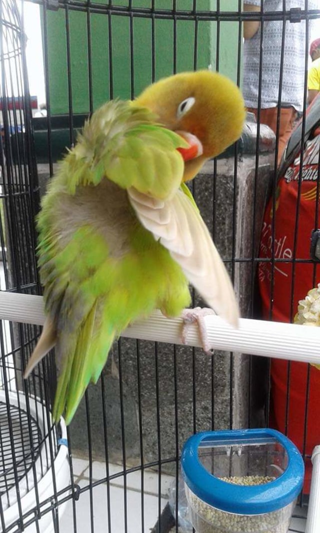 Lovebird Kusumo (Foto: Dok. Sigit WMP)