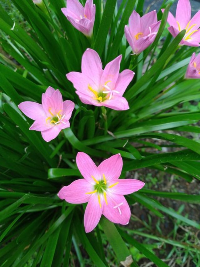 Hasil foto kamera belakang outdoor. (Foto: yangcanggih.com)