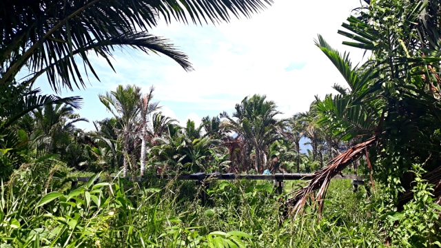Hutan sagu di Kampung Yoboi, Distrik Sentani, Kabupaten Jayapura, Provinsi Papua. (Foto: Ema Fitriyani/kumparan)