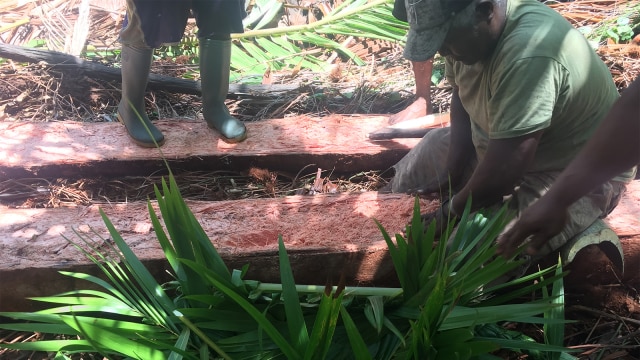 Proses tokok (parut) di batang sagu, Kampung Yoboi, Sentani, Papua (6/12/2018). (Foto: Ema Fitriyani/kumparan)