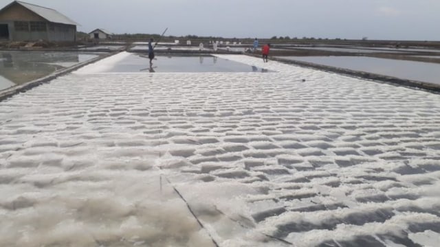 Harga Murah, Petani Pilih Gudangkan Garam