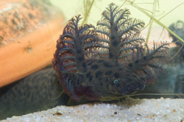 Aneh, Salamander Raksasa Punya Insang Mirip Pohon Cemara