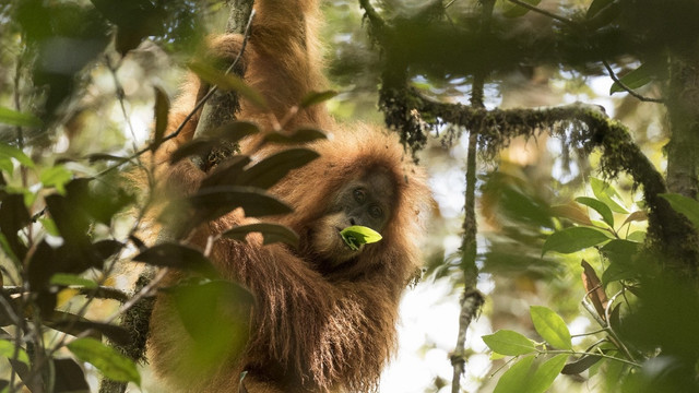 Orang utan Tapanuli. (Foto: Dok. Maxime Alliage)