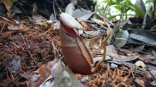 Kantung Semar. (Foto: Nur khafifah/kumparan)