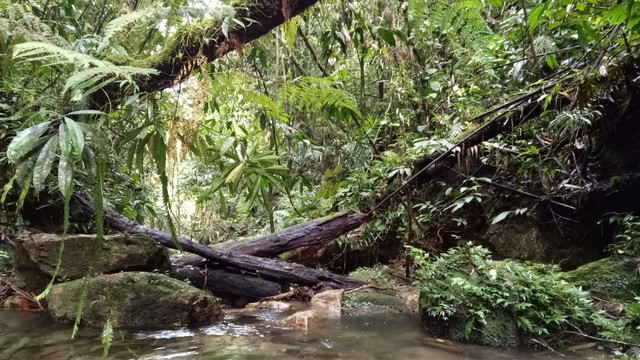 Sungai di Batang Toru. (Foto: Nur khafifah/kumparan)