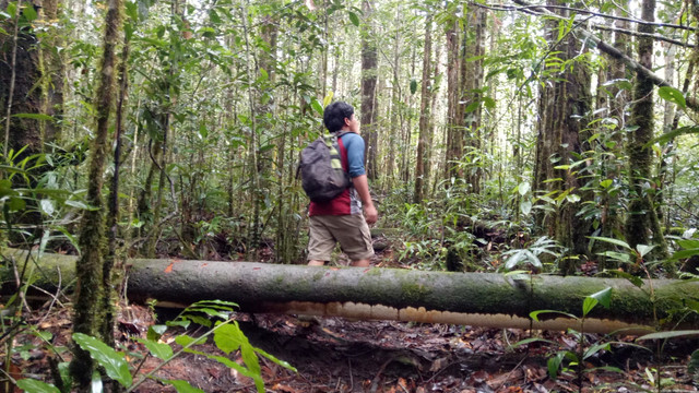 Mengamati sarang Orang Utan. (Foto: Nur khafifah/kumparan)