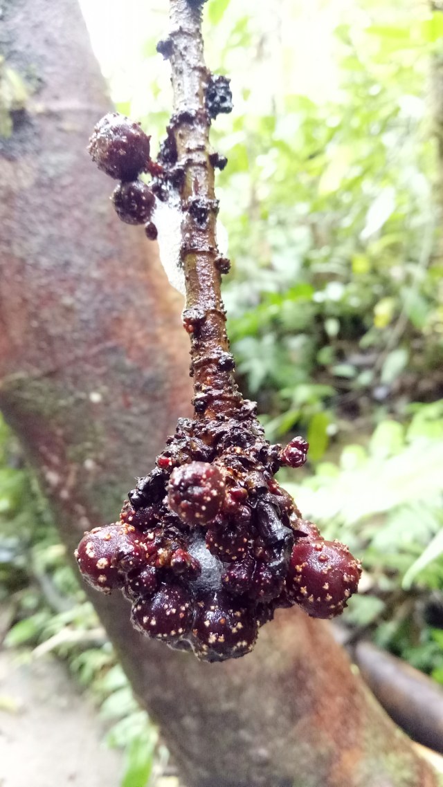 Buah hutan makanan primata. (Foto: Nur khafifah/kumparan)