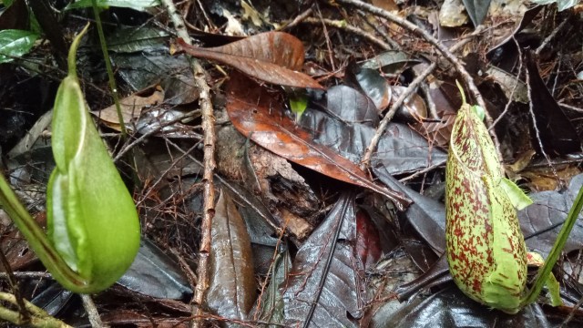 Kantung Semar hijau (Foto: nur khafifah)