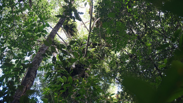 Melihat sarang Orang Utan di hutan Batang Toru (Foto: Nur Khafifah/kumparan)