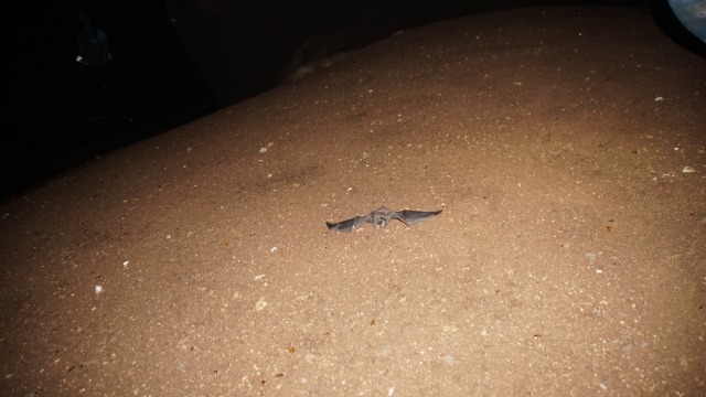 Kelelawar dan binatang mirip kecoa yang mendominasi (Foto: Nur Khafifah/kumparan)