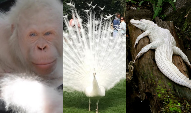 Dari Zebra hingga Kecoak, Berikut 20 Hewan yang Punya Kelainan Albino