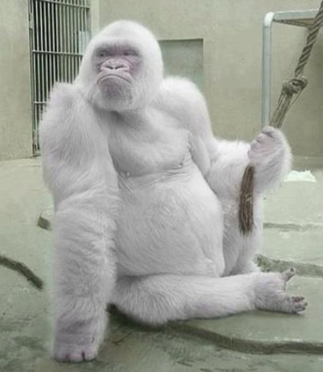 Dari Zebra hingga Kecoak, Berikut 20 Hewan yang Punya Kelainan Albino (3)