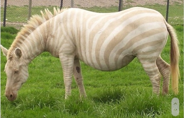 Dari Zebra hingga Kecoak, Berikut 20 Hewan yang Punya Kelainan Albino (4)