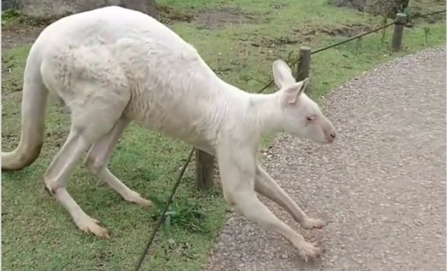 Dari Zebra hingga Kecoak, Berikut 20 Hewan yang Punya Kelainan Albino (5)