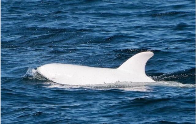 Dari Zebra hingga Kecoak, Berikut 20 Hewan yang Punya Kelainan Albino (7)
