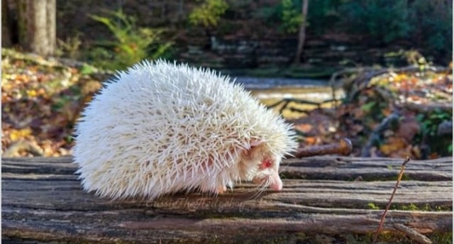 Dari Zebra hingga Kecoak, Berikut 20 Hewan yang Punya Kelainan Albino (10)