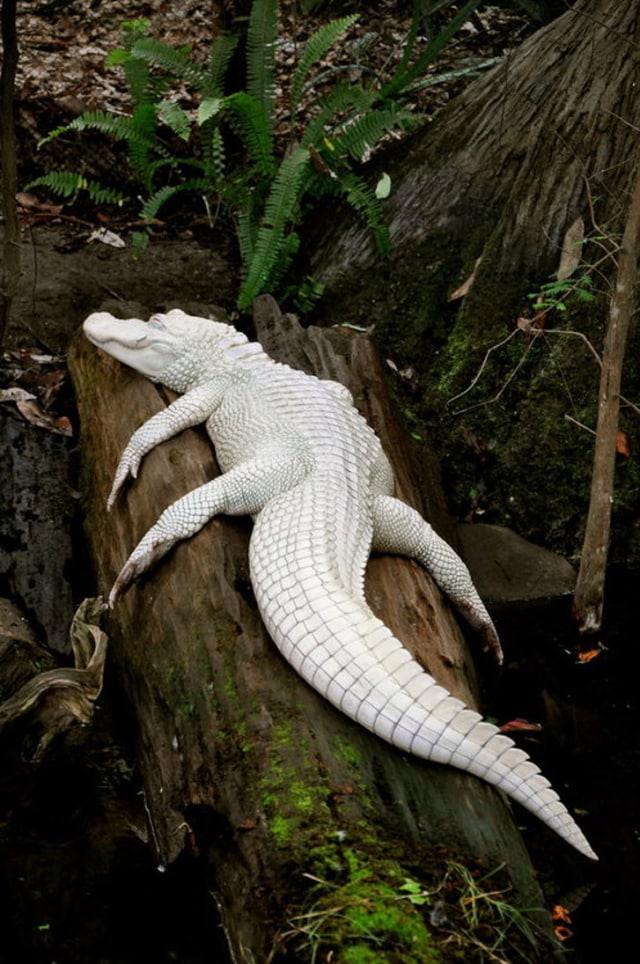 Dari Zebra hingga Kecoak, Berikut 20 Hewan yang Punya Kelainan Albino (13)